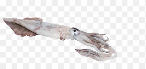 Squid Transparent Png - Transparent Squid,Squid Png