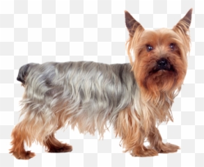 Cutie Nail Art - Yorkshire Terrier Png,Yorkie Png
