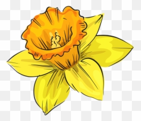 Narcissus Side Yellow Flower - Transparent Png U0026 Svg Vector File Flor Png De Lado,Daffodil Png