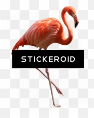 Download Hd Flamingo Png Transparent Image - Nicepngcom Steak Home,Flamingo Png