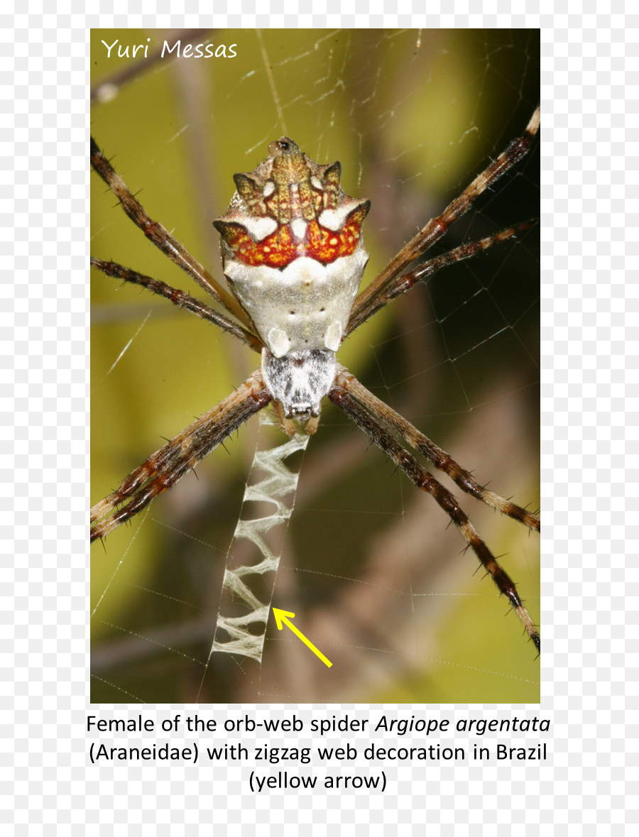 Spider Webs - Spider Web Hd Png Download Original Size Spider Web,Webs Png