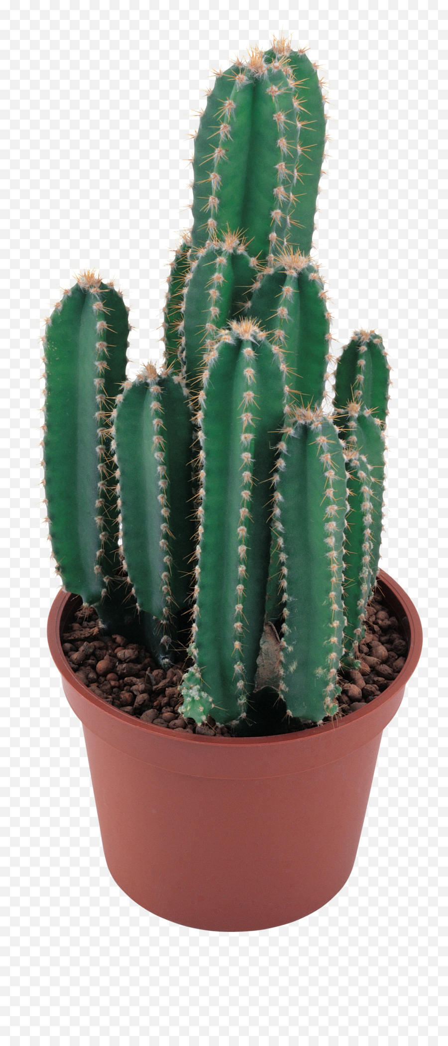 Cactus Png Image - Cactus Plant No Background,Cacti Png