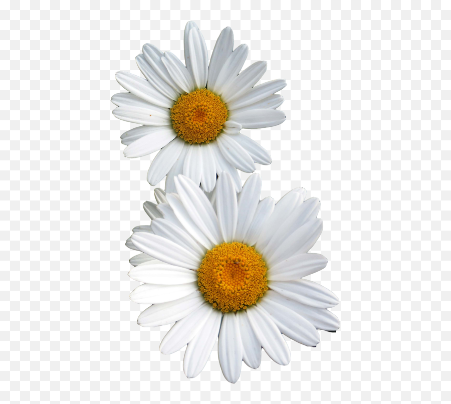 Transparent Flowers - White Flower Tumblr Png,Daisy Png