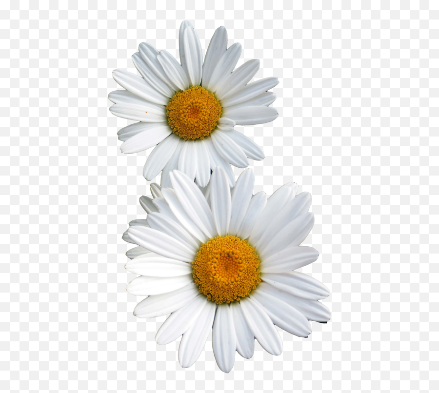 daisy png tumblr