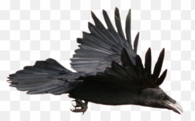 Common Raven Flight Watercolor Painting - Raven Flying Png,Raven Png