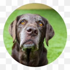 Pet Retail - Maria Louise Of Wagram Princess Of Murat Png,Dog Bowl Icon