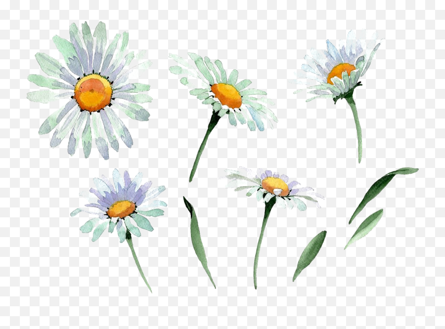 Chamomile Transparent Background - Chamomile Watercolor Png,Daisy Transparent Background