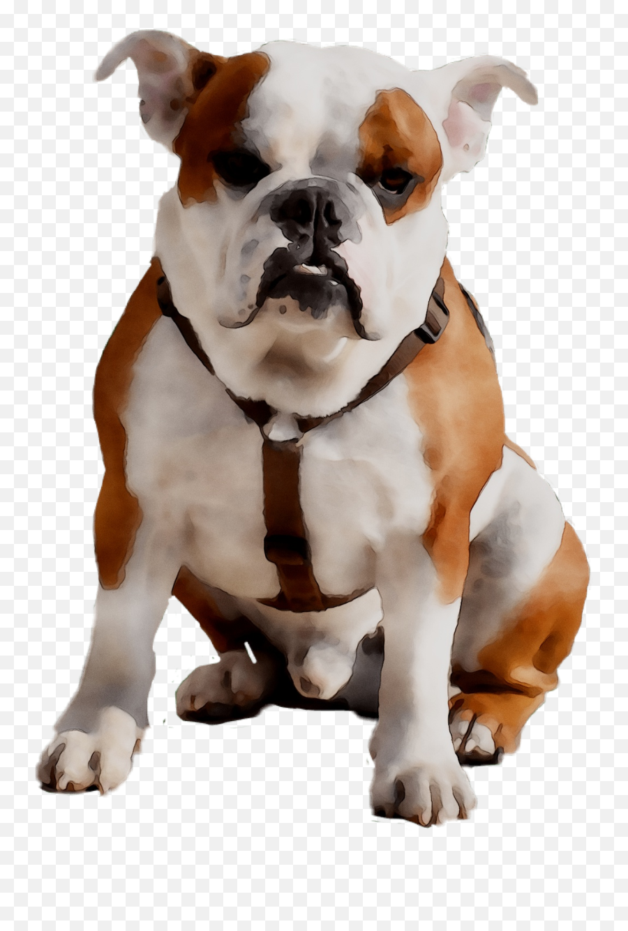 Old English Bulldog Olde Bulldogge American - Olde English Bulldogge Png,Bulldog Transparent Background