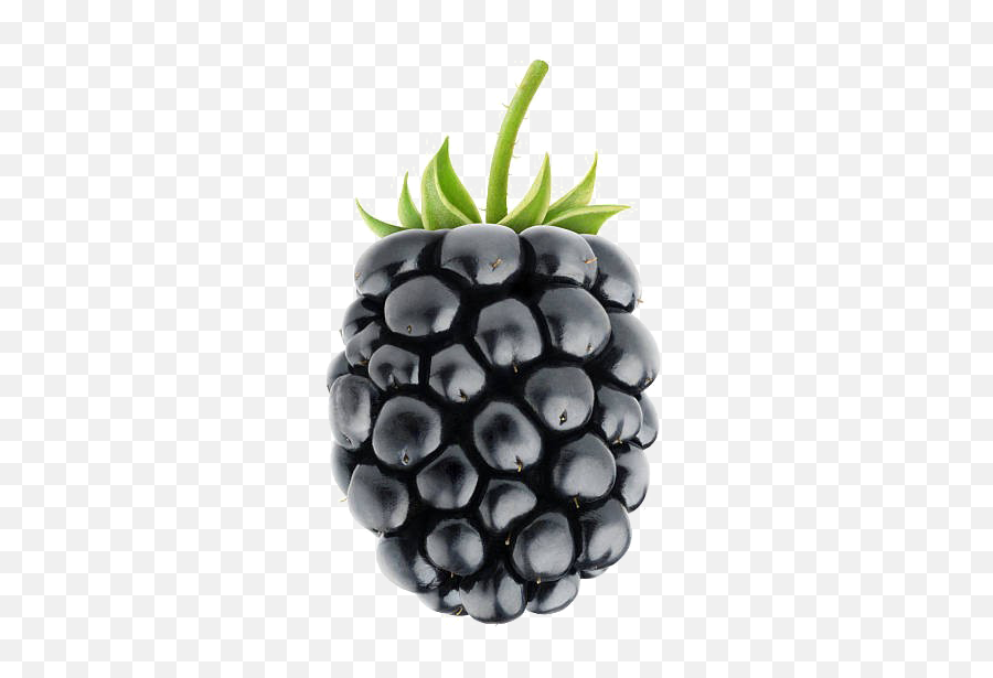 Blackberry Fruit Png Image Background - Blackberry Fruit Png,Blackberry Png