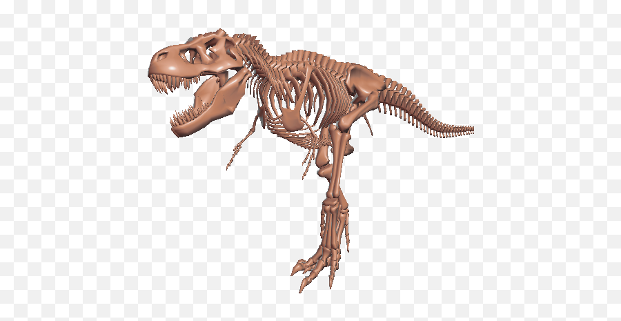 P3din - Mvm Musea Trex Tyrannosaurus Png,Tyrannosaurus Rex Png