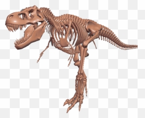 P3din - Mvm Musea Trex Tyrannosaurus Png,Tyrannosaurus Rex Png