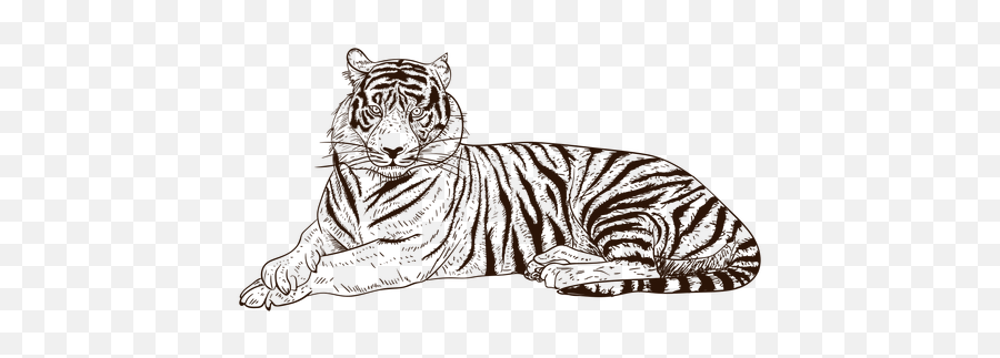 Hand Drawn Relaxing Tiger Illustration - Transparent Png Png Simbolos Tigre,Tigre Png