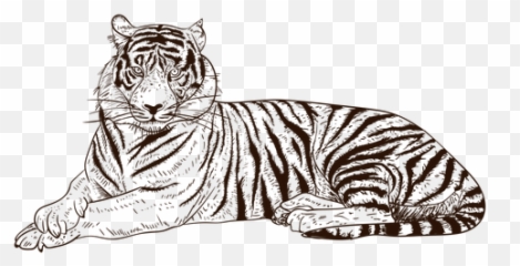 Hand Drawn Relaxing Tiger Illustration - Transparent Png Png Simbolos Tigre,Tigre Png