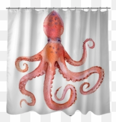 Octopus Isolated - png