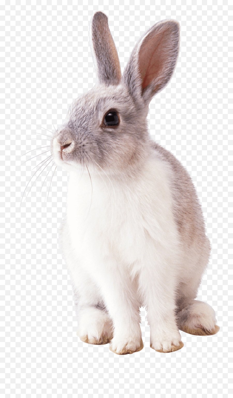Rabbit Left Transparent Png - Rabbit Png,Rabbit Transparent