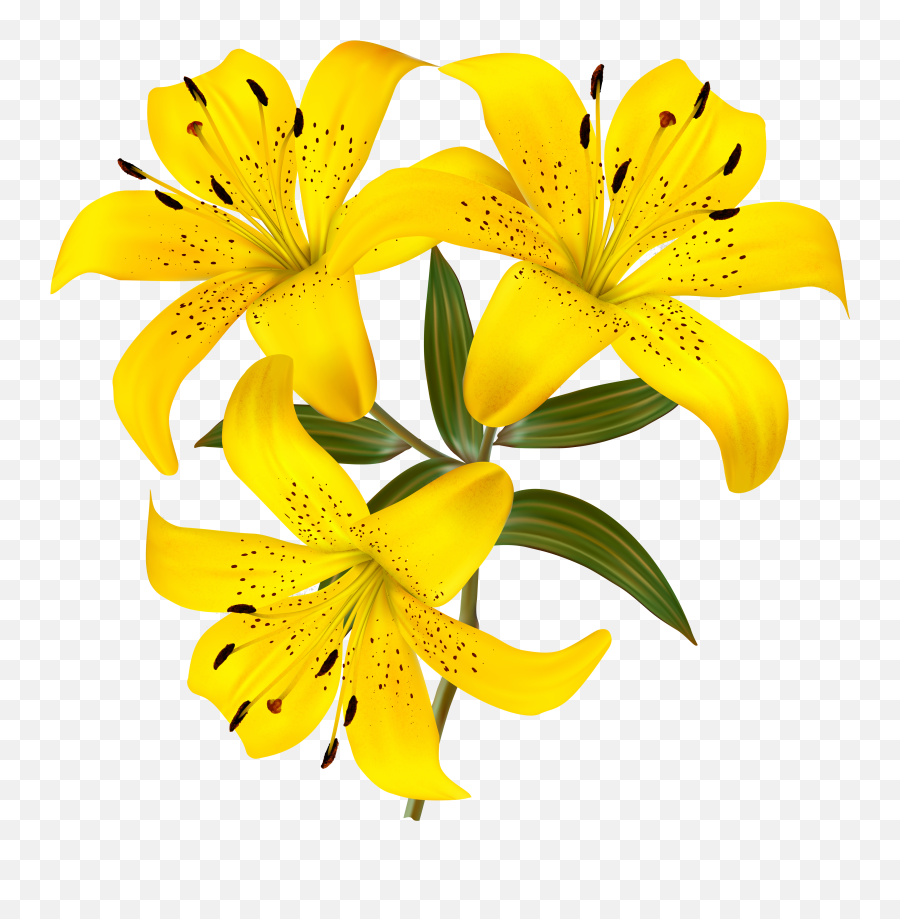 Lilium Png - Yellow Lily Flower Clipart,Lily Transparent Background