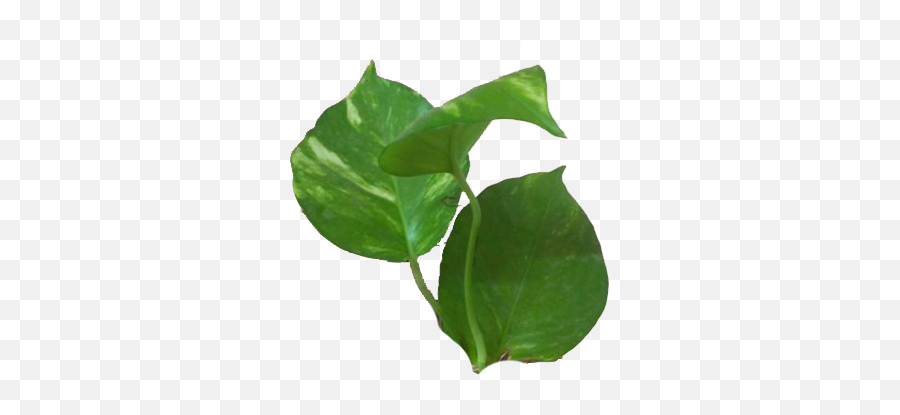 Money Plant Leaves - Heartpngcom Png,Money Tree Png