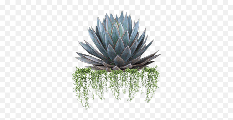 Shrubhub - Agave Png,Agave Png