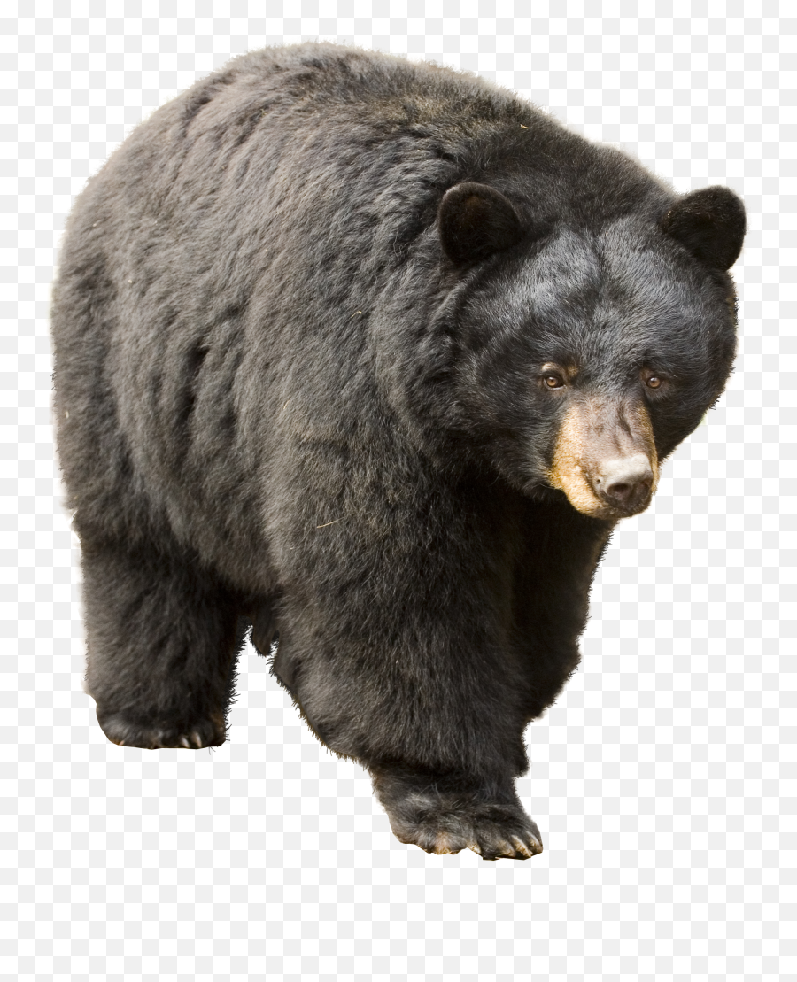 Bear Transparent Background - American Black Bear Png,Bear Transparent