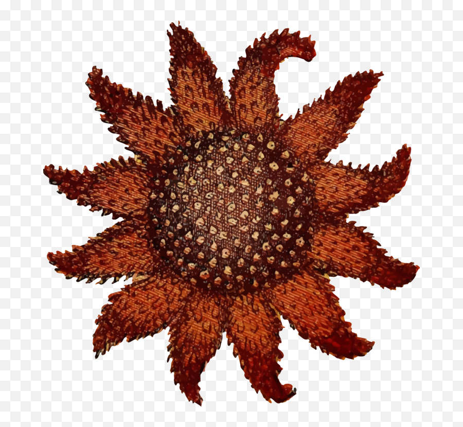 Animal Echinoderm Ocean - Free Vector Graphic On Pixabay Resilience Framework For Food Security Png,Sea Star Png