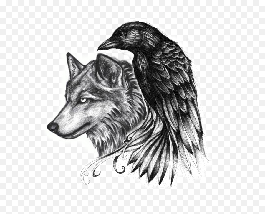 Common Raven Abziehtattoo Crow Gray Wolf - Wolf Tatoo Png Wolf And Raven Tattoo,Tatoo Png