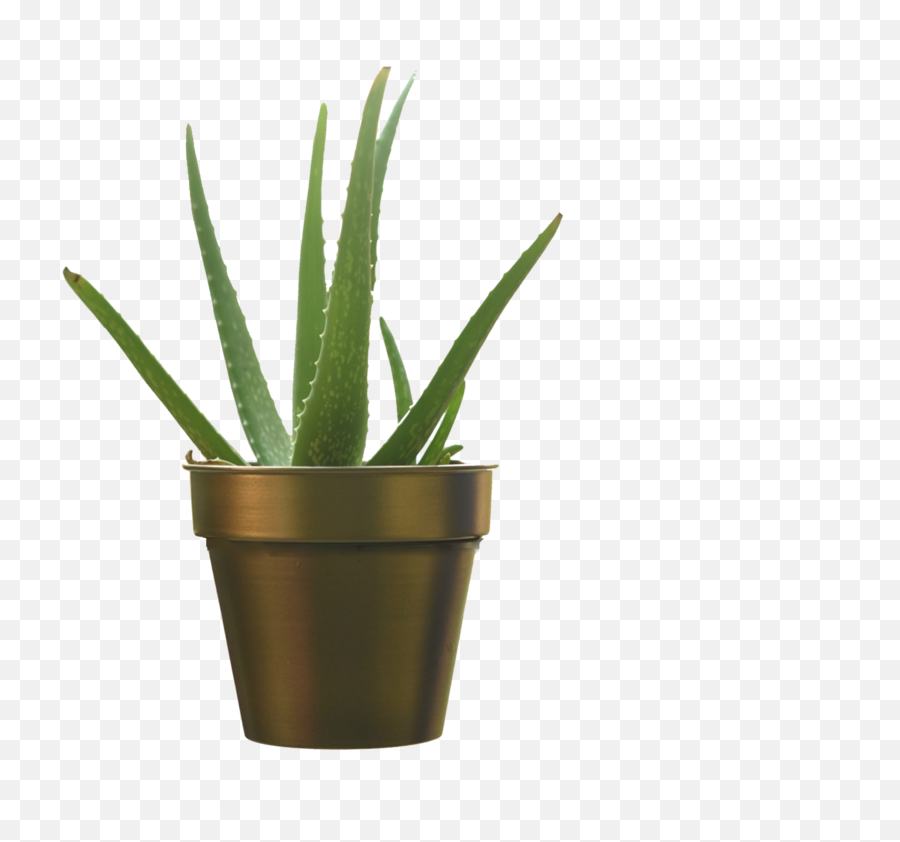 Simple Planterpot In Gold Finish - Flowerpot Png,Pot Of Gold Png