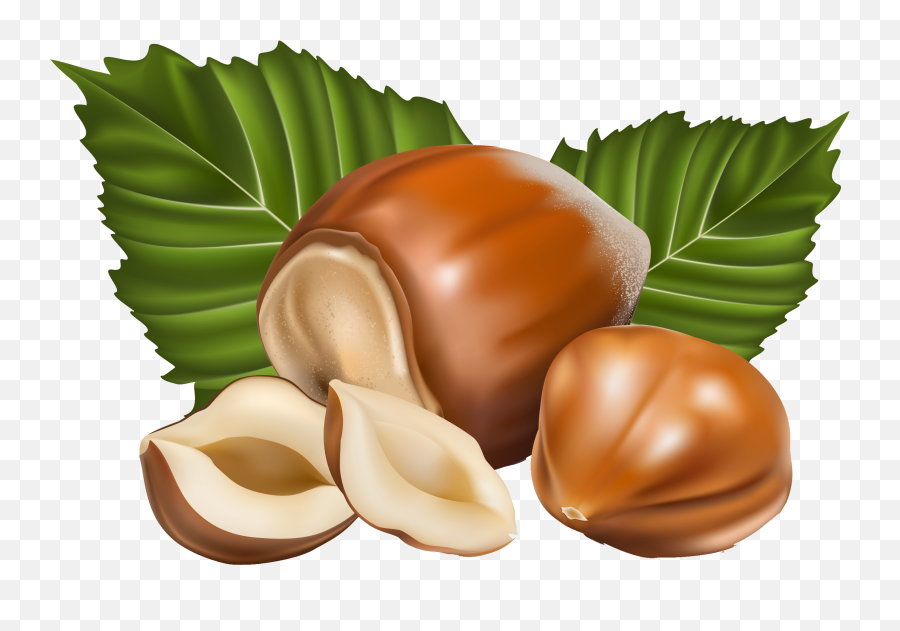Download Nuts Vector Png Image With No Background - Pngkeycom Nuts Vector Png,Nuts Png