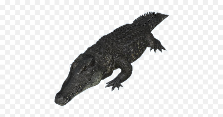 Black Caiman - Official Green Hell Wiki Black Caiman Png,Alligator Png