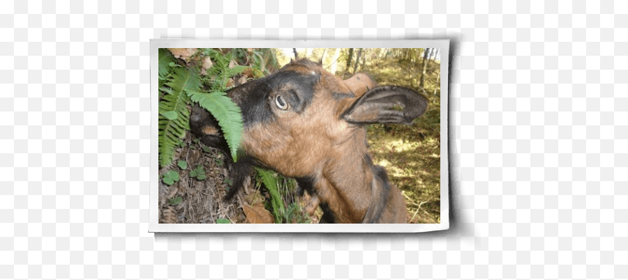 Mariolana Life Lessons From A Goat - Goat Png,Goat Transparent