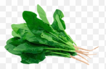 Png Oregano Herb Illustration - Spinach,Oregano Png