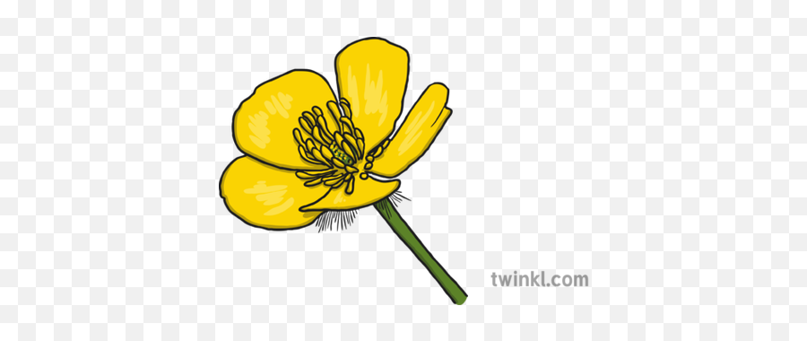 Buttercup 1 Illustration - Illustration Of A Buttercup Flower Png,Buttercup Png