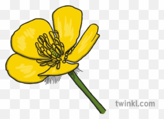 Buttercup 1 Illustration - Illustration Of A Buttercup Flower Png,Buttercup Png