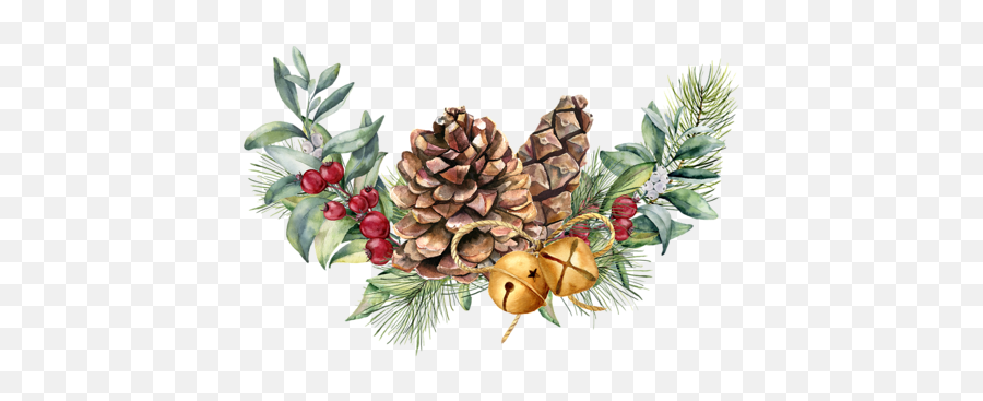 Christmas Pine Cone Watercolor Png Pinecone