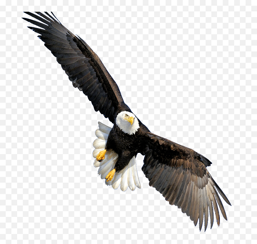 Bald Eagle Throw Pillow Beak Cafepress - Transparent Background Eagle Png,Pillow Transparent Background
