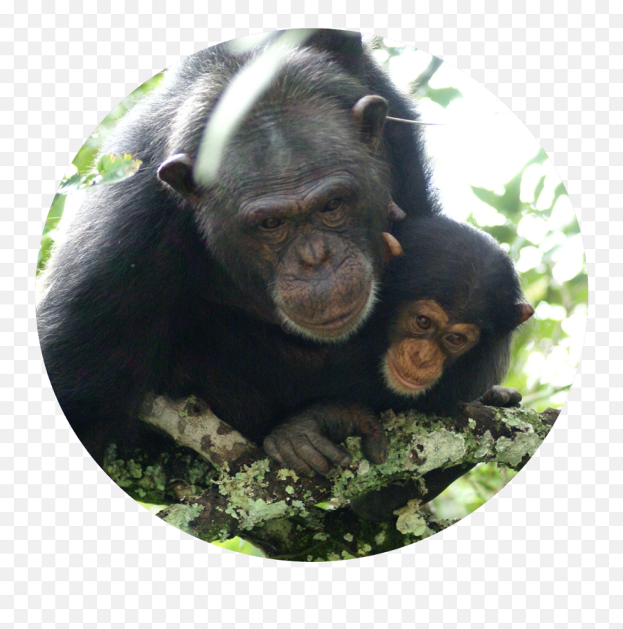 The Chimpanzee Conservation Center - Old World Monkeys Png,Chimpanzee Png