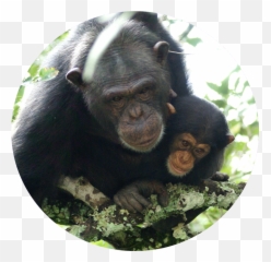 The Chimpanzee Conservation Center - Old World Monkeys Png,Chimpanzee Png