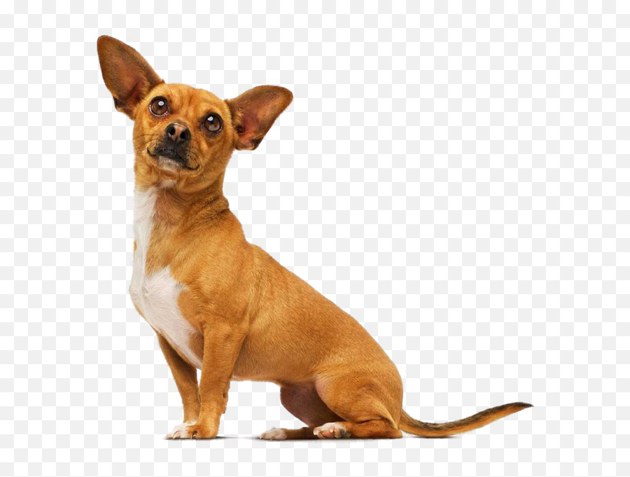 Chihuahua - Dog From Beverly Hills Chihuahua Full Size Png Papi Chihuahua De Beverly Hills,Chihuahua Png