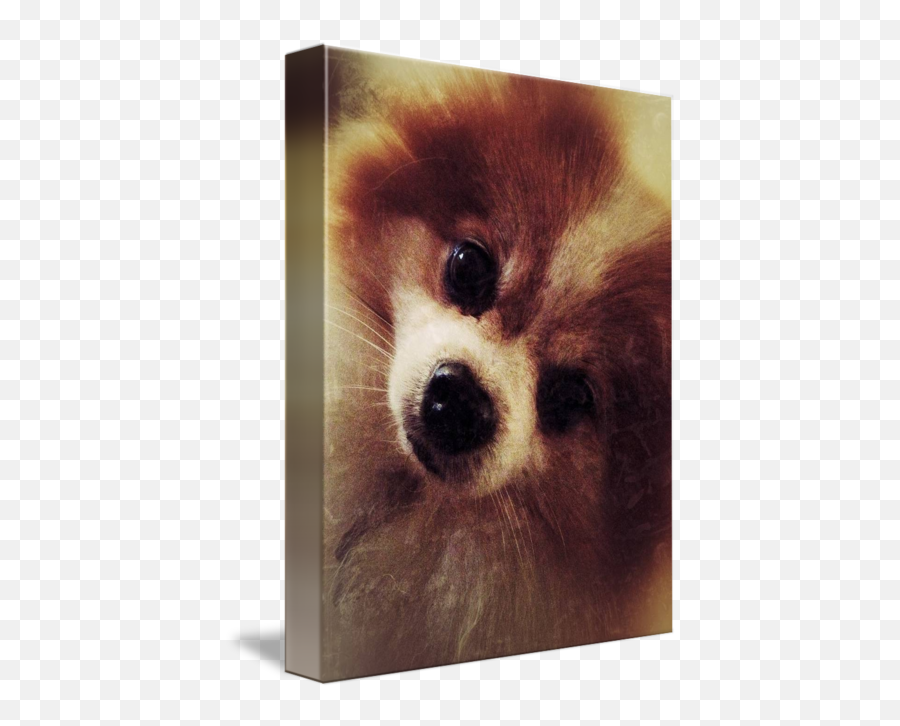 Pomeranian By Brittany Gonzales - Photographic Paper Png,Pomeranian Png