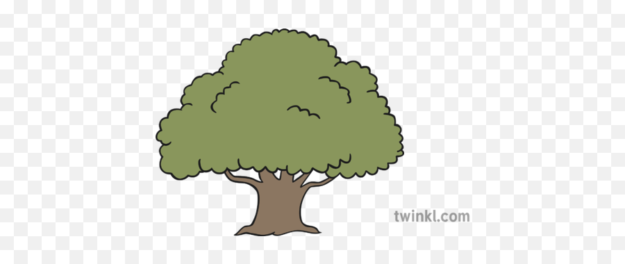 Oak Tree Illustration - Arandano Png Blanco Y Negro,Oak Tree Png