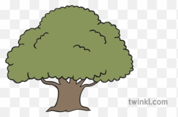 Oak Tree Illustration - Arandano Png Blanco Y Negro