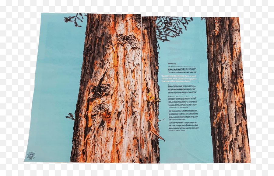 Redwoods Print U0026 Digital Publication U2014 Madison Sheldon Png Redwood Tree