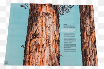 Redwoods Print U0026 Digital Publication U2014 Madison Sheldon Png Redwood Tree