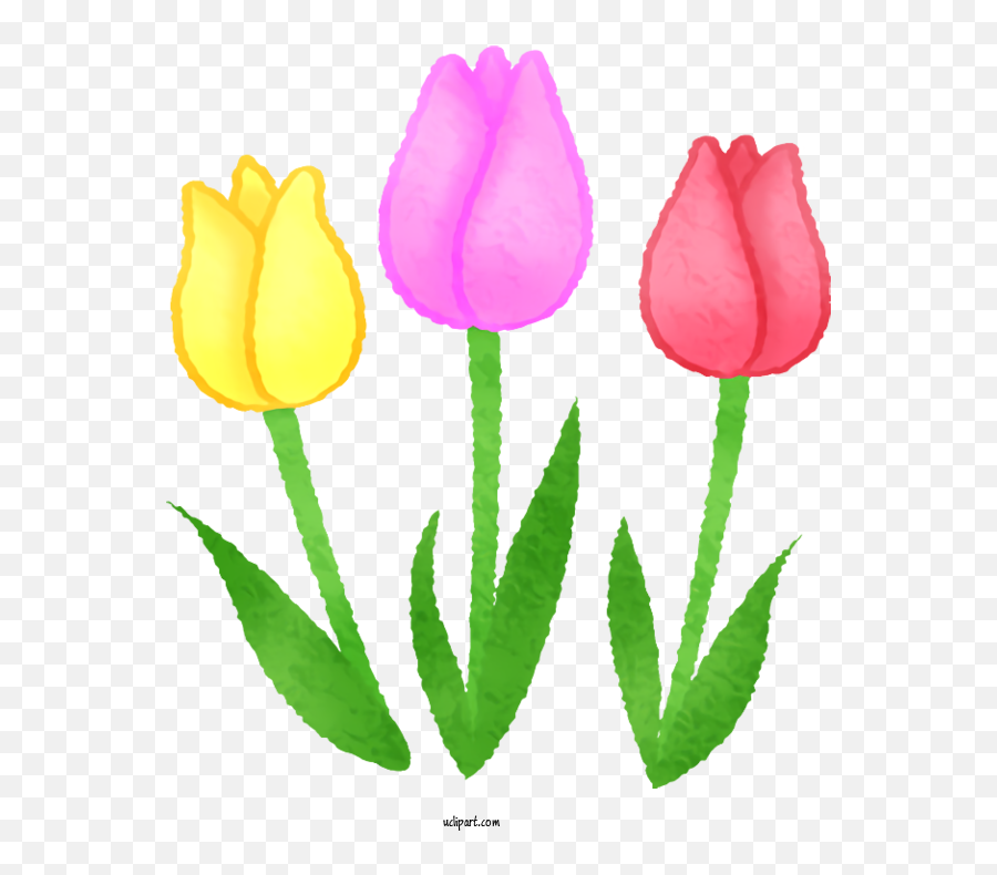 Flowers Tulip Drawing For - Tulip Clipart Flowers Clip Art Lovely Png,Transparent Flower Drawing