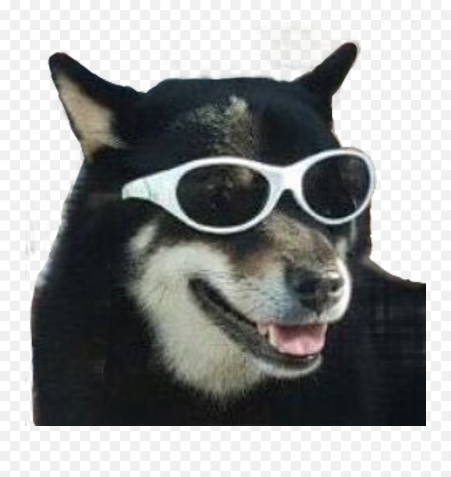 Download Png Funny Dog