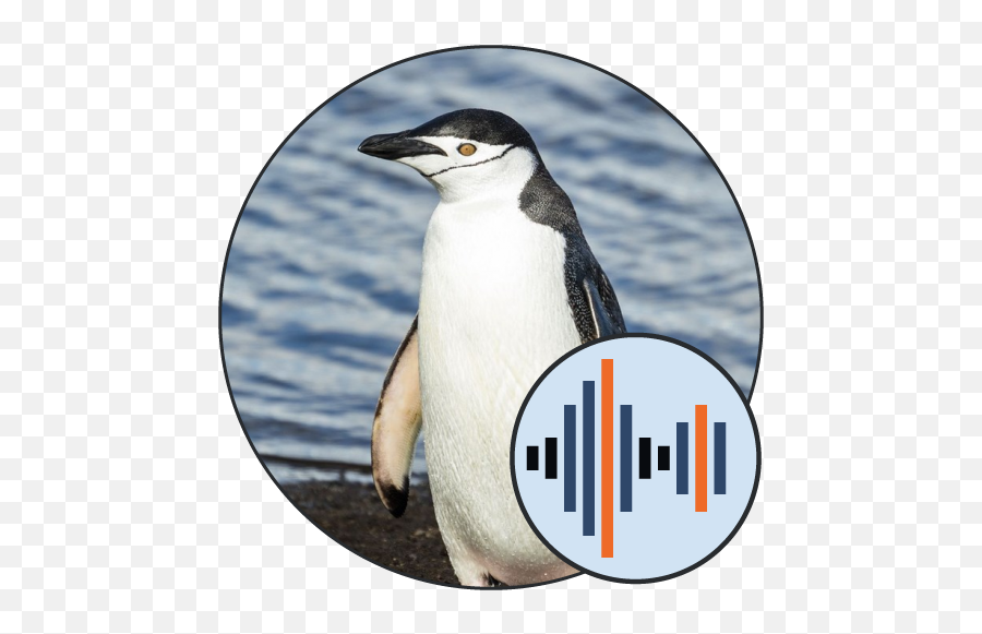 Penguin Sounds 101 Soundboards - Bowser Jr Mario Kart Wii Soundboard 101 Soundboard 77 Png,Facebook Icon Penguin