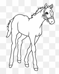 Baby Horse Png - Baby Horse Drawing Images U0026 Pictures Draw Baby Draw Horse,White Horse Png