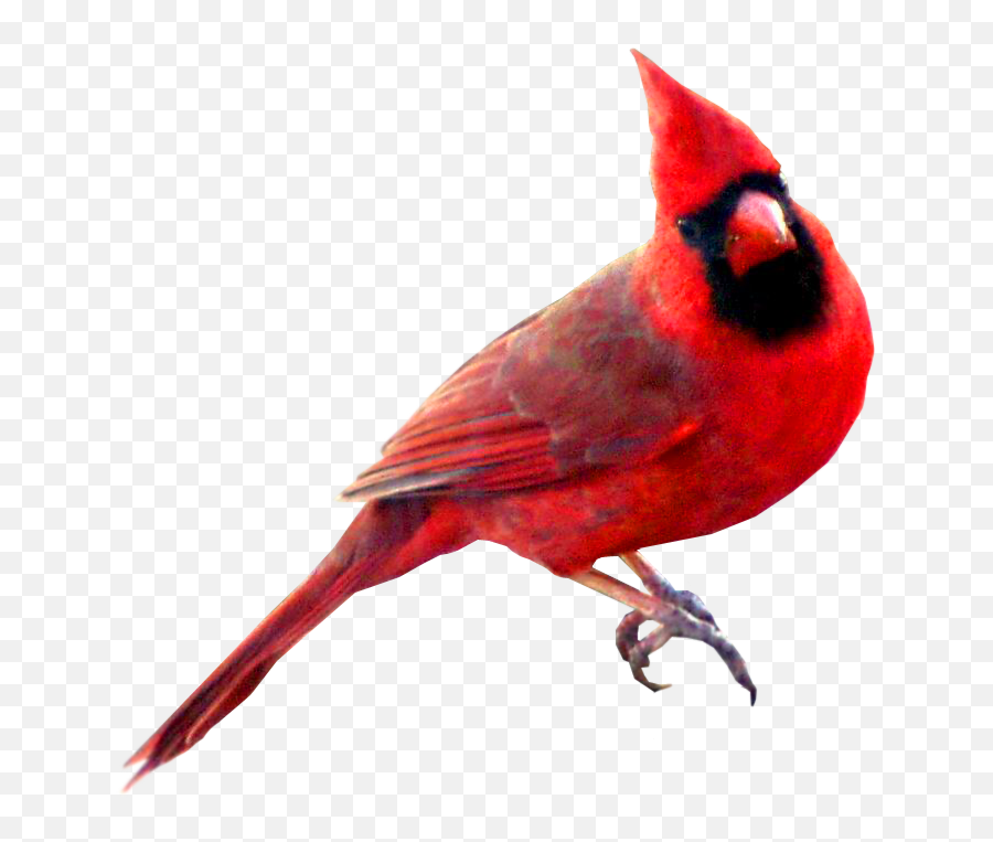 28 Collection Of Cardinal Bird Clipart Png