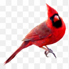 28 Collection Of Cardinal Bird Clipart Png