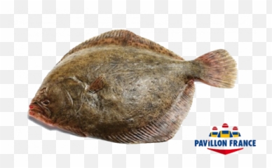 Wild Turbot - Pavillon France Png,Transparent Fish