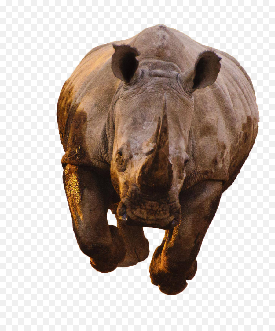 Rhino Transparent Image - Rhino Running Png,Rhino Png